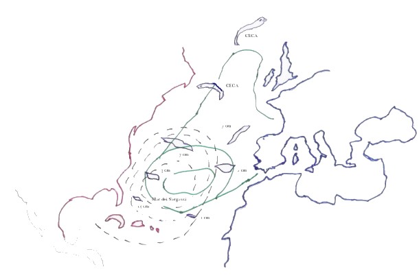 Mappa migrazione anguille